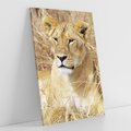 Obraz na płótnie 80x120 - Potęga lwów w Afryce - lew, lwica