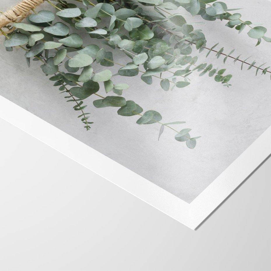 Plakat bez ramy 50x70 - Uwodzicielska zieleń eukaliptusa - eukaliptus, zielone