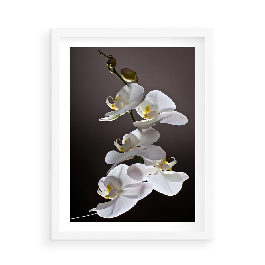 Plakat w ramie 50x70 - SPA: harmonia z kwiatami - spa, kwiaty - rama biała