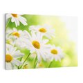 Obraz na płótnie 70x50 - Stokrotka: delikatność natury - stokrotka, kwiat