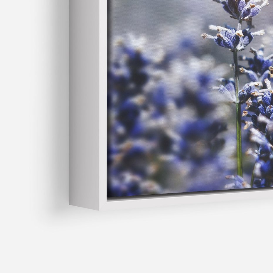 Obraz w ramie 80x120 - Delikatna Uroda Natury - wrzosy, fiolet - rama biała