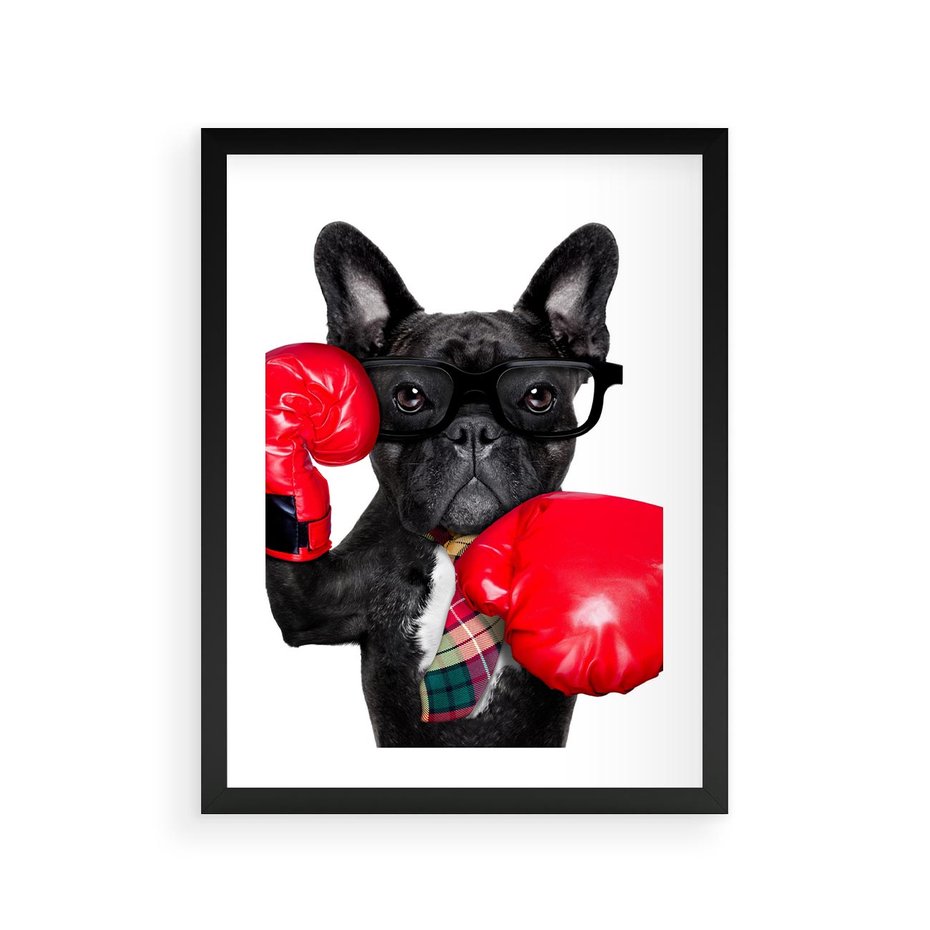 Plakat w ramie 30x40 - Boksujący mops - pies - boks, mops - rama czarna