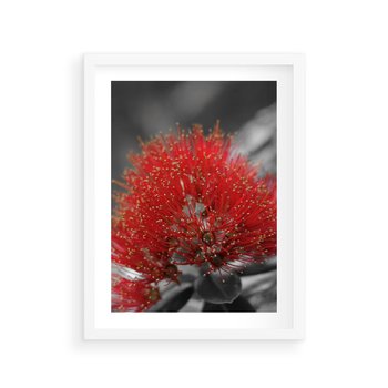 Plakat w ramie 30x40 - Ukwiał na rafie koralowej - ukwiał, rafa - rama biała