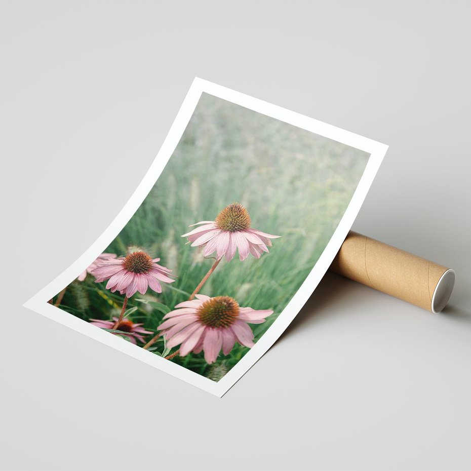 Plakat bez ramy 21x30 - Natura w Pełnym Blasku - kwiaty na łące, różowe kwiaty polne