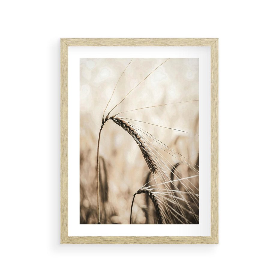 Plakat w ramie 30x40 - Źdźbło Pszenicy: Blisko Natury - źdźbło pszenicy, pszenica - rama drewno