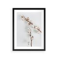 Plakat w ramie 30x40 - Gałęzie Bawełny na Białym Tle - gałęzie bawełny na białym tle, minimalizm - rama czarna
