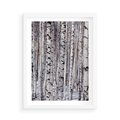 Plakat w ramie 50x70 - Lśniące Brzozy - brzozy, las - rama biała