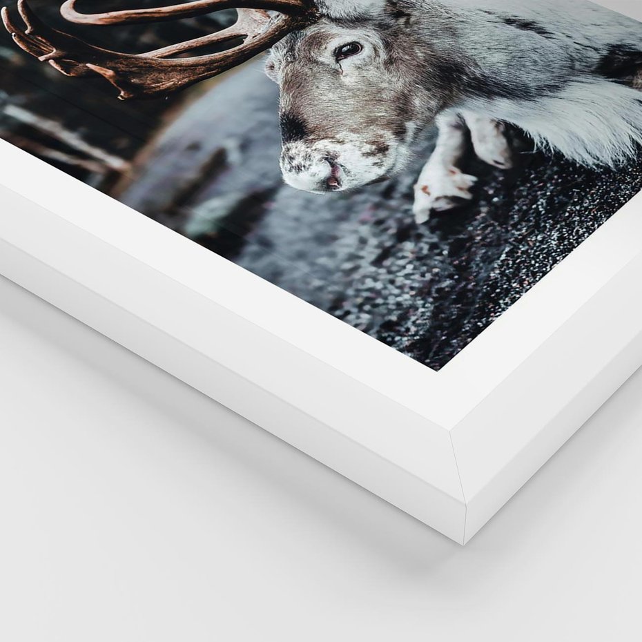 Plakat w ramie 30x40 - W Zimowej Krainie - renifer, zima - rama biała