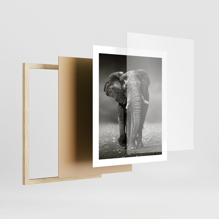 Plakat w ramie 40x50 - Majestatyczny słoń Afryki - słoń, Afryka - rama drewno