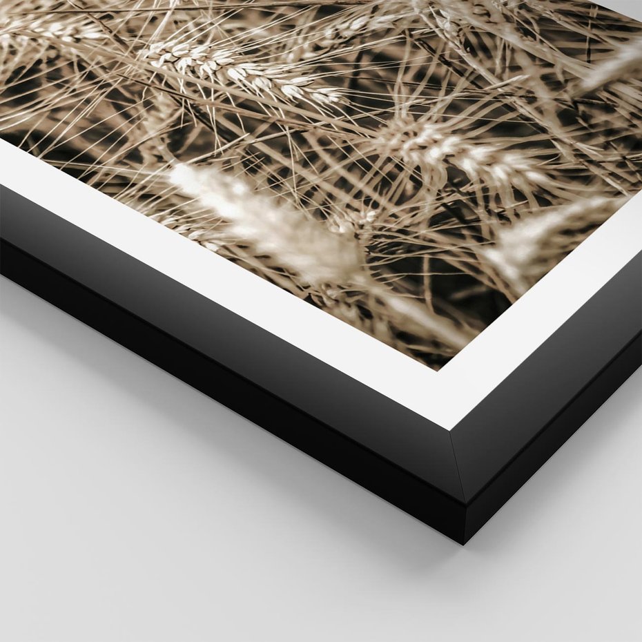 Plakat w ramie 50x70 - Zbliżenie na Kłosy Zboża - zboża, kłosy zboża - rama czarna