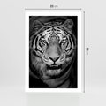 Plakat bez ramy 21x30 - Tygrys Czarno-Biały: Siła i Delikatność - tygrys, czarno