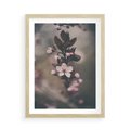 Plakat w ramie 50x70 - Przemijający Urok - kwitnąca, wiśnia - rama drewno