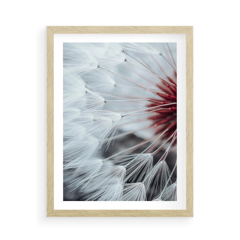 Plakat w ramie 50x70 - Makro Magii Natury - dmuchawiec, zbliżenie makro - rama drewno
