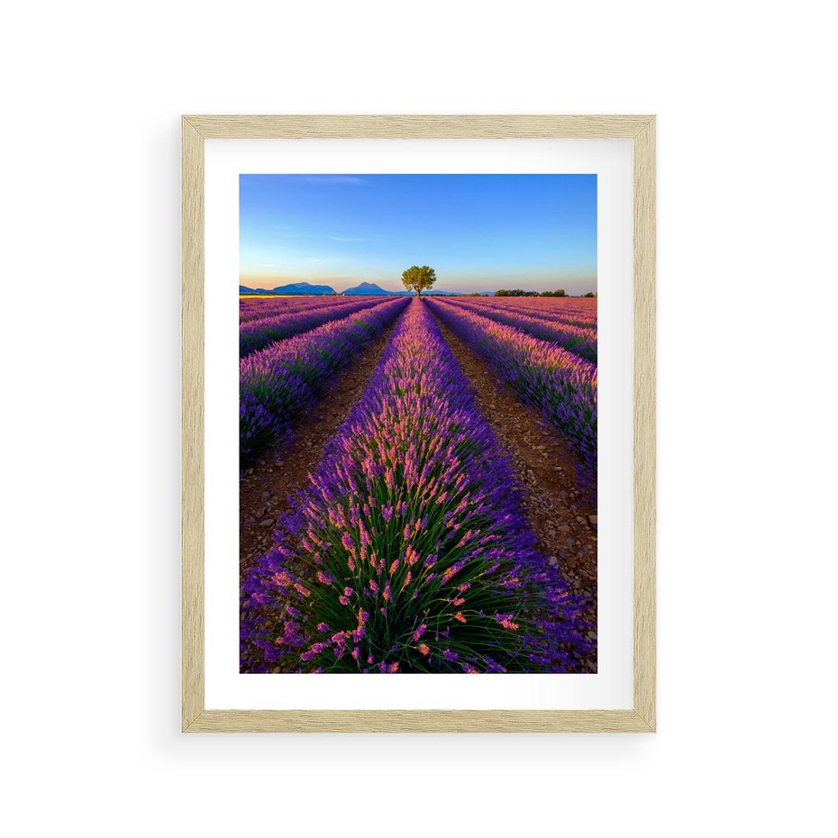 Plakat w ramie 30x40 - Fioletowa Magia - pole, lawendy - rama drewno