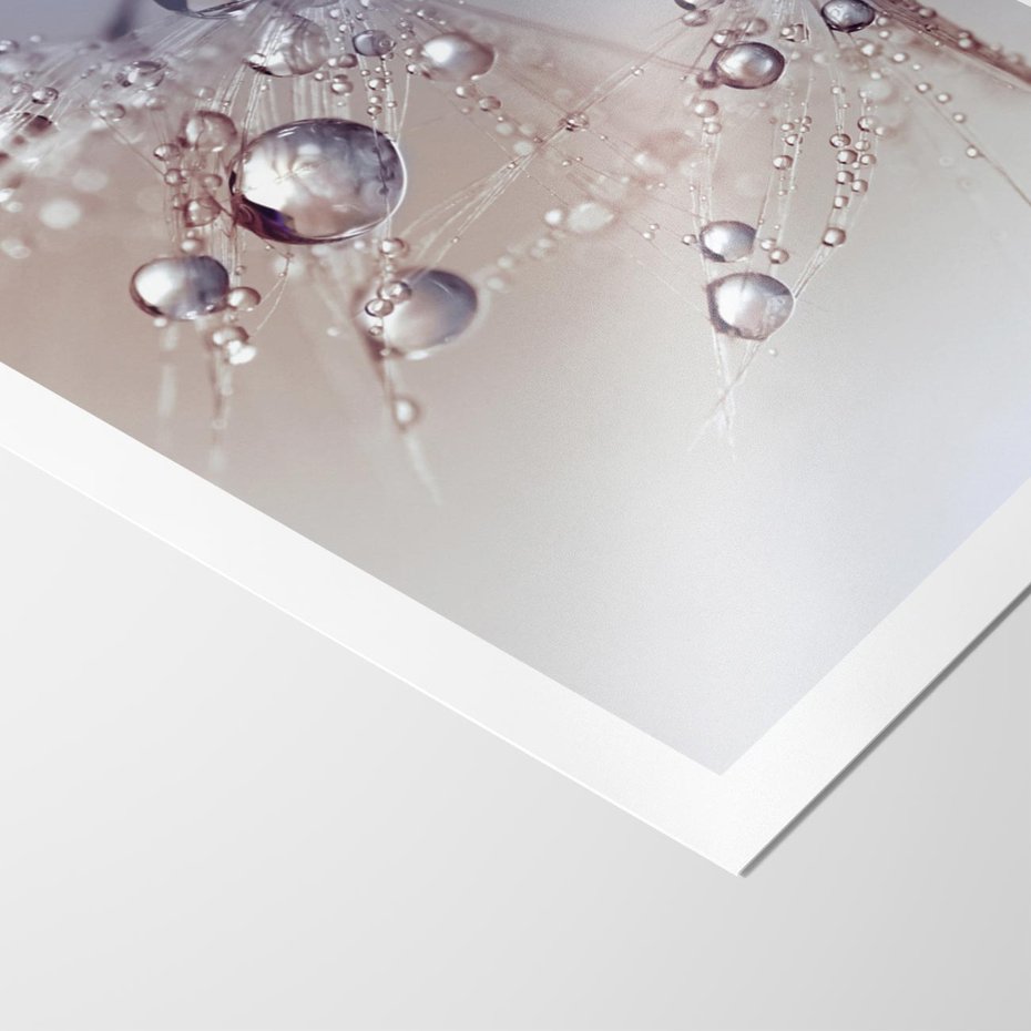 Plakat bez ramy 40x50 - Delikatne Natchnienie - krople, dmuchawce