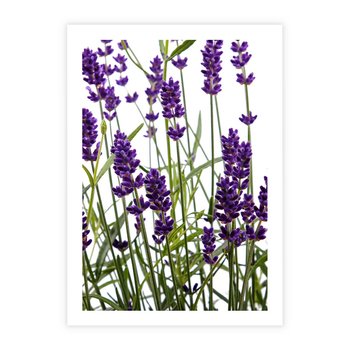 Plakat bez ramy 30x40 - Fioletowa harmonia lawendy - lawenda, fiolet