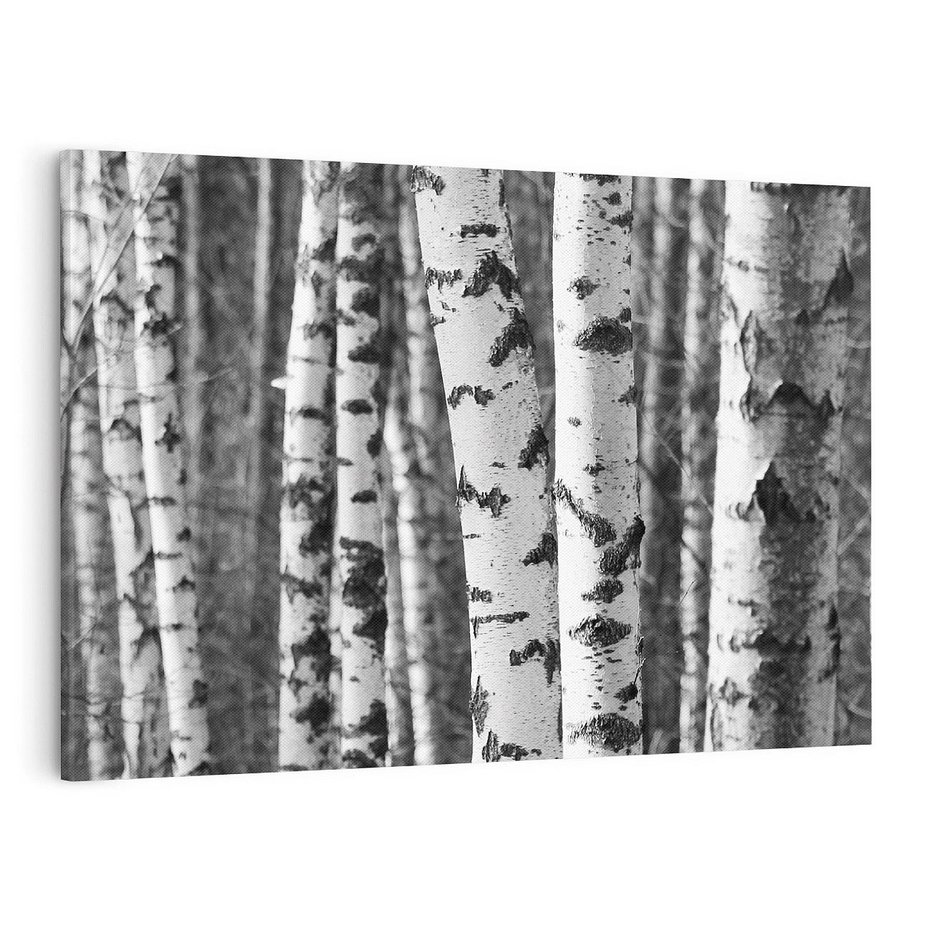 Obraz na płótnie 120x80 - Kontrast Monochromatyczny - brzozy, czarno