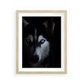 Plakat w ramie 40x50 - Wilk i husky: siła przyjaźni - wilk, husky - rama drewno