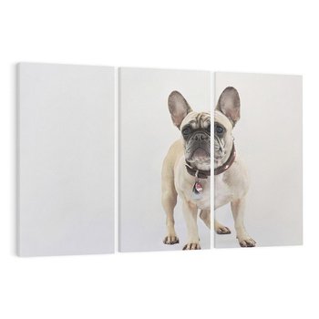 Obraz na płótnie 120x80 - Wernisaż psiego wdzięku - pies, piesek