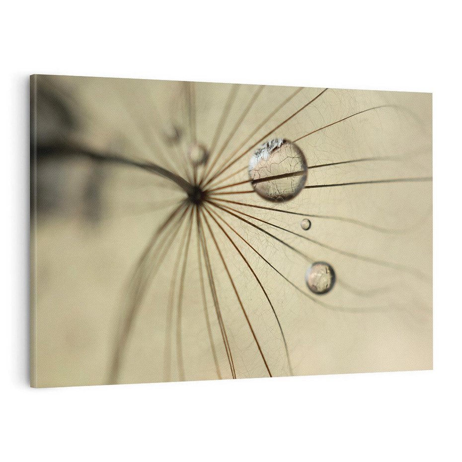 Obraz na płótnie 120x80 - Delikatność dmuchawców - dmuchawce, krople