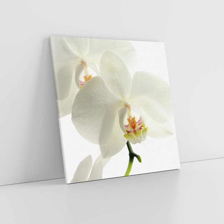 Obraz na płótnie 30x30 - Kwiatowe piękno - kwiat, kwiaty