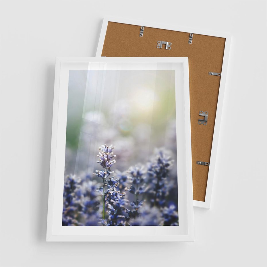Plakat w ramie 50x70 - Delikatna Uroda Natury - wrzosy, fiolet - rama biała