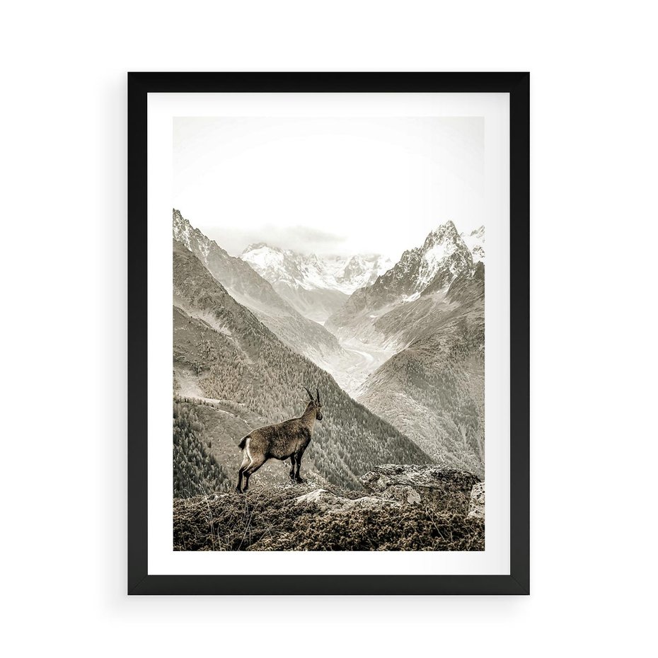 Plakat w ramie 50x70 - Dzikie Piękno: Kozica w Malowniczym Górskim Scenerii - kozica, góry - rama czarna