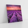 Obraz na płótnie 50x50 - Lawenda: polne zauroczenie - lawenda, kwiaty