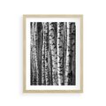 Plakat w ramie 30x40 - Kontrast Monochromatyczny - brzozy, czarno - rama drewno