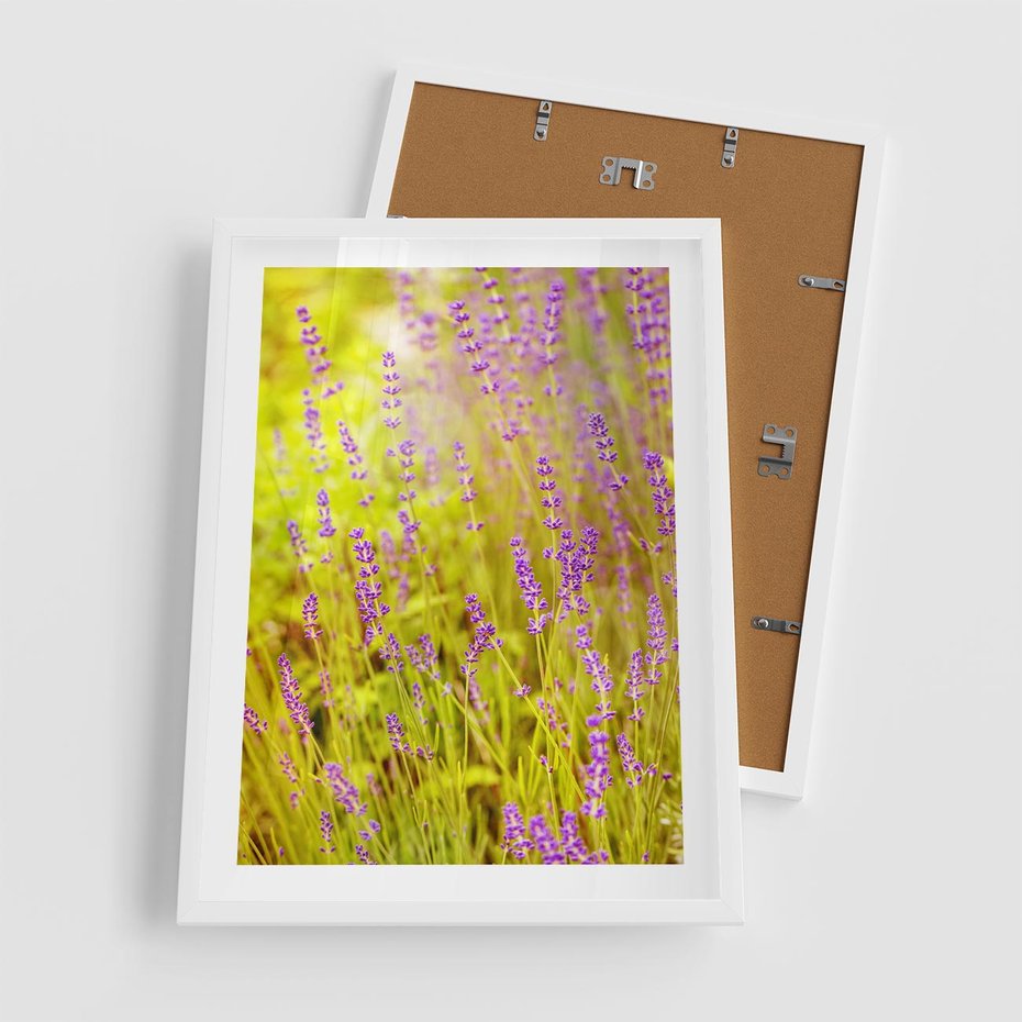 Plakat w ramie 50x70 - Delikatność natury - lawenda, kwiaty - rama biała