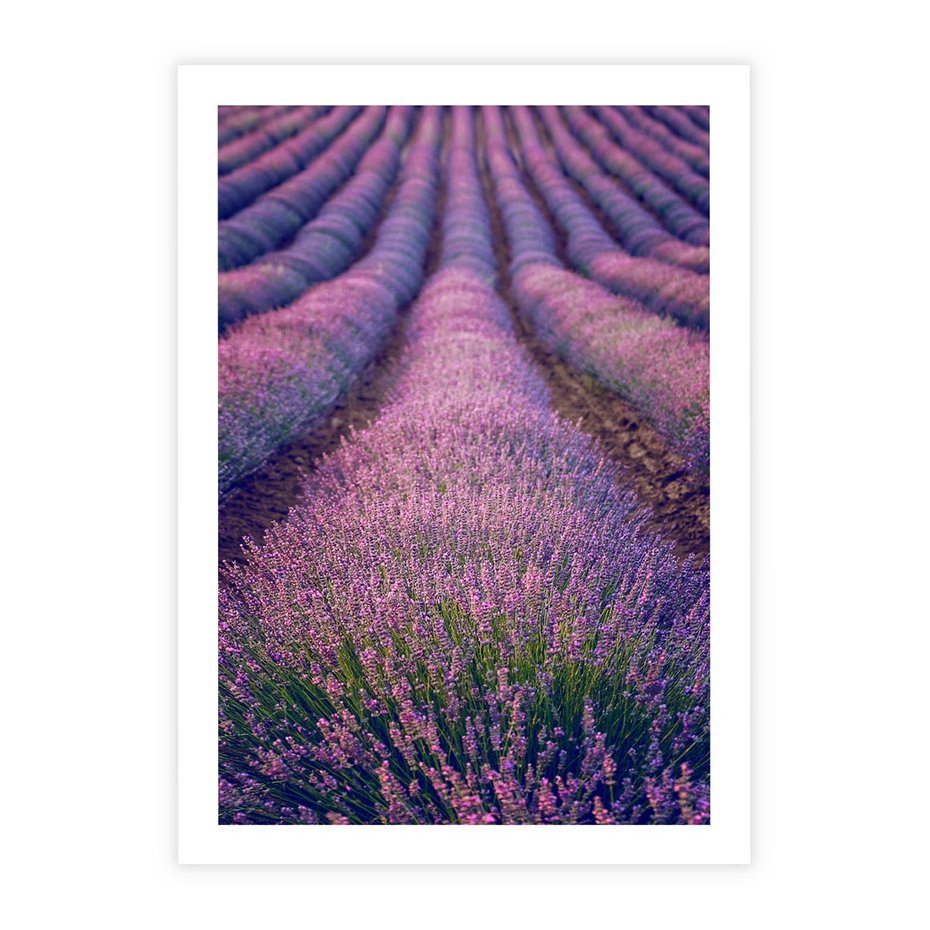 Plakat bez ramy 21x30 - Pole Lawendy w Pełnej Krasie - pole lawendy, kompozycja