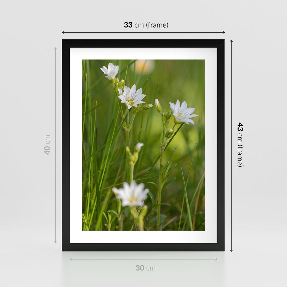 Plakat w ramie 30x40 - Kolorowa łąka - stokrotki, łąka - rama czarna