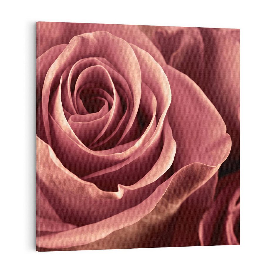 Obraz na płótnie 70x70 - Romantyczna Róż - róża, kwiat
