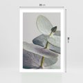 Plakat bez ramy 21x30 - Zbliżenie Liści Eukaliptusa - eukaliptus, zbliżenie