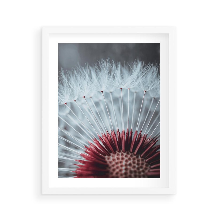 Plakat w ramie 40x50 - Dmuchawiec w Detalu - dmuchawiec, zdjęcie makro - rama biała