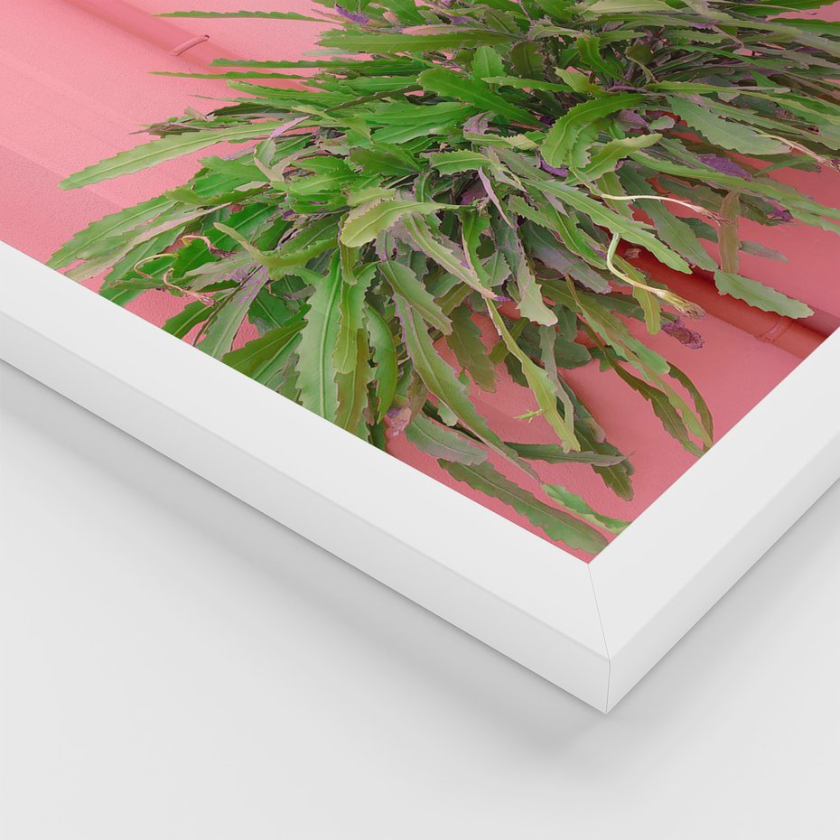 Zestaw obrazy w ramie 50x70 galeria - Liście, kaktusy, rośliny, pastele, retro - rama biała