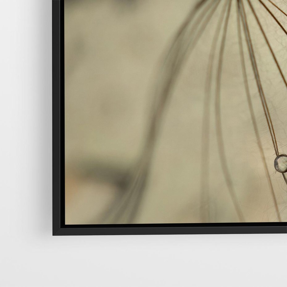 Obraz w ramie 50x50 - Delikatność dmuchawców - dmuchawce, krople - rama czarna