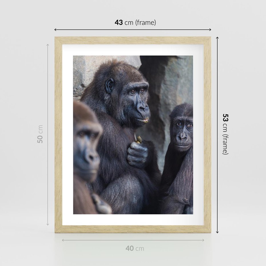 Plakat w ramie 40x50 - Małpy w ich naturalnym środowisku - małpy, szympansy - rama drewno