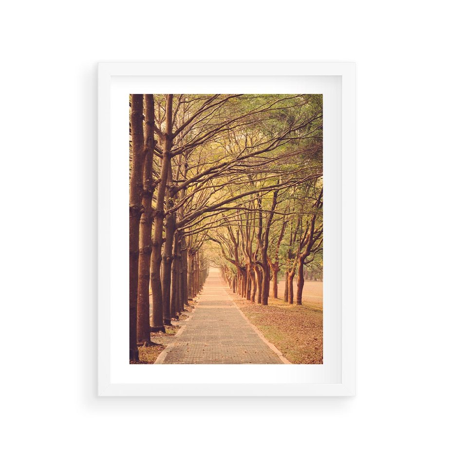 Plakat w ramie 30x40 - Wędrówka między drzewami - droga, drzewa - rama biała