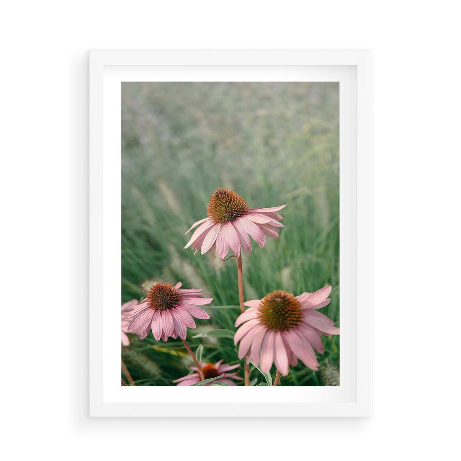 Plakat w ramie 50x70 - Natura w Pełnym Blasku - kwiaty na łące, różowe kwiaty polne - rama biała