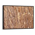 Obraz w ramie 100x70 - Mistrzowskie suche trawy - suche, trawy - rama czarna