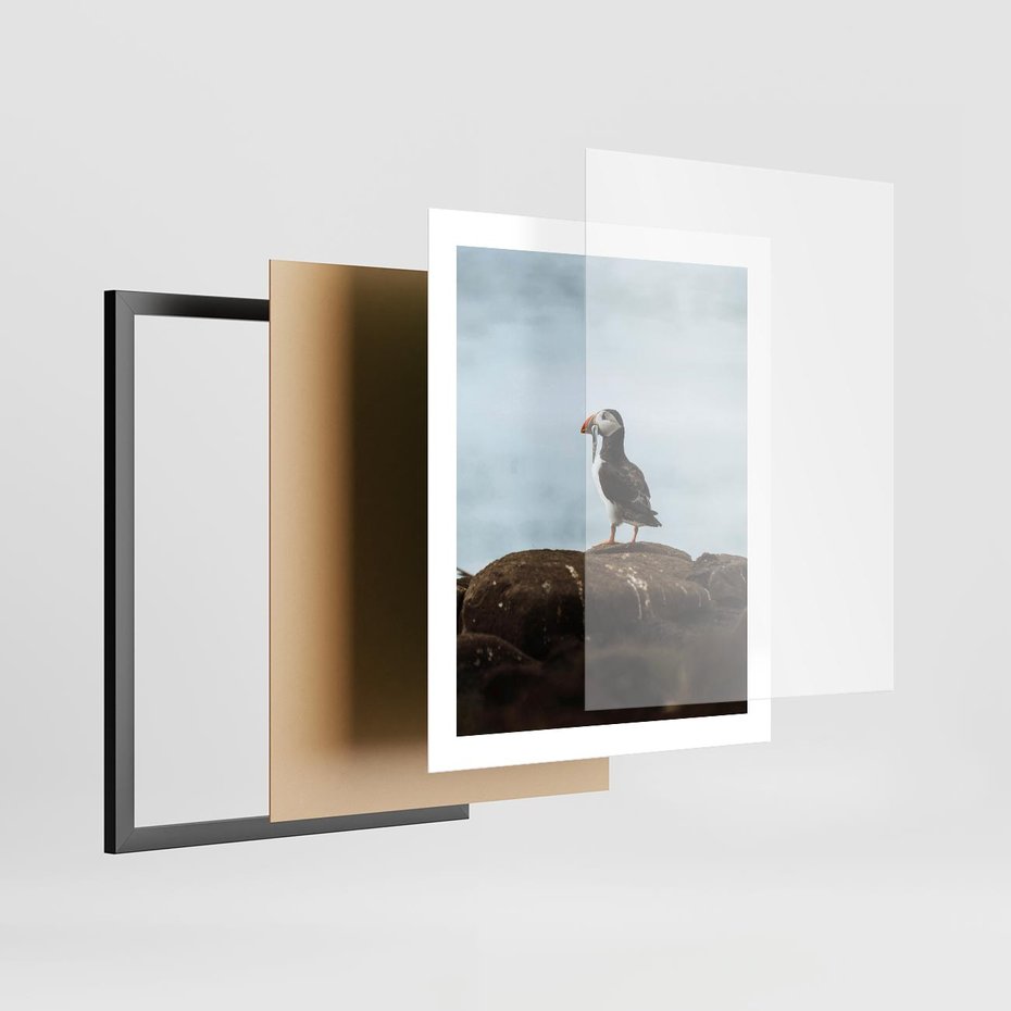 Plakat w ramie 40x50 - Portret Ptaka Morskiego - maskonur, ptak - rama czarna