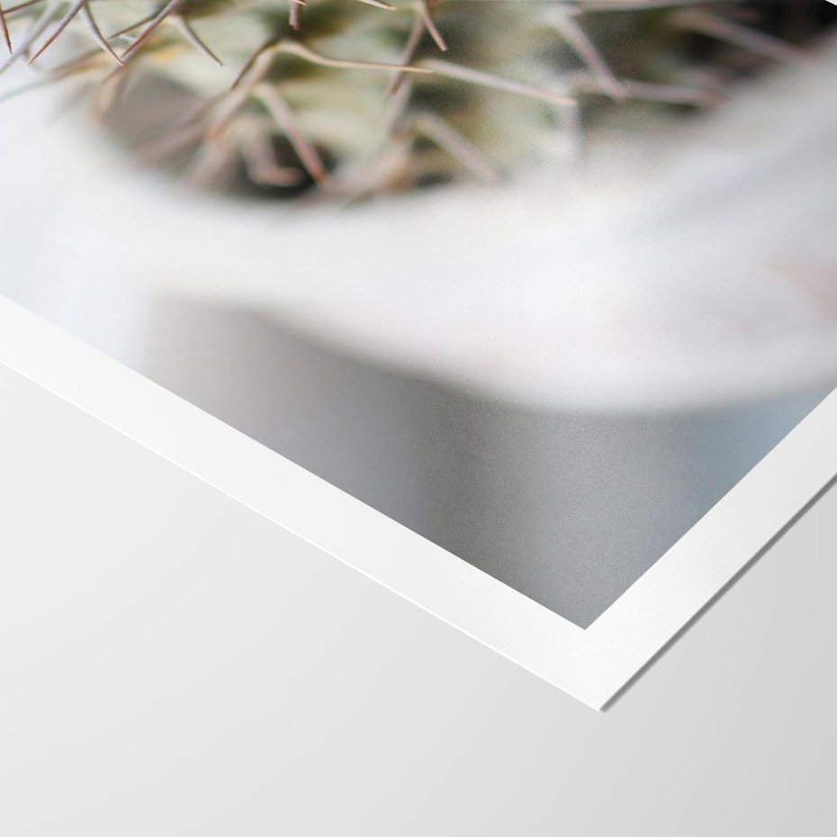 Plakat bez ramy 50x70 - Kaktus w Zbliżeniu - kaktus, igły