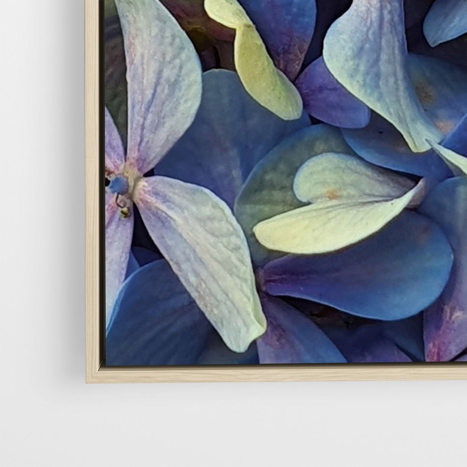 Obraz w ramie 70x100 - Hortensja - delikatność kwiatów - hortensja, kwiaty - rama drewno