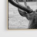 Obraz w ramie 80x80 - Przygubione motyle marzeń - fotografia czarno biała, młody jeleń w zagrodzie - rama drewno