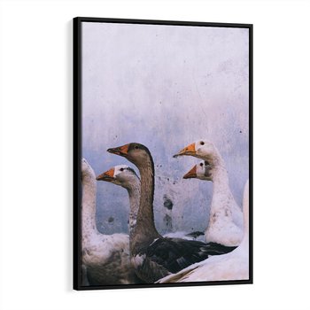 Obraz w ramie 70x100 - Spotkanie Wśród Piór - uchwycony moment, fotografia - rama czarna