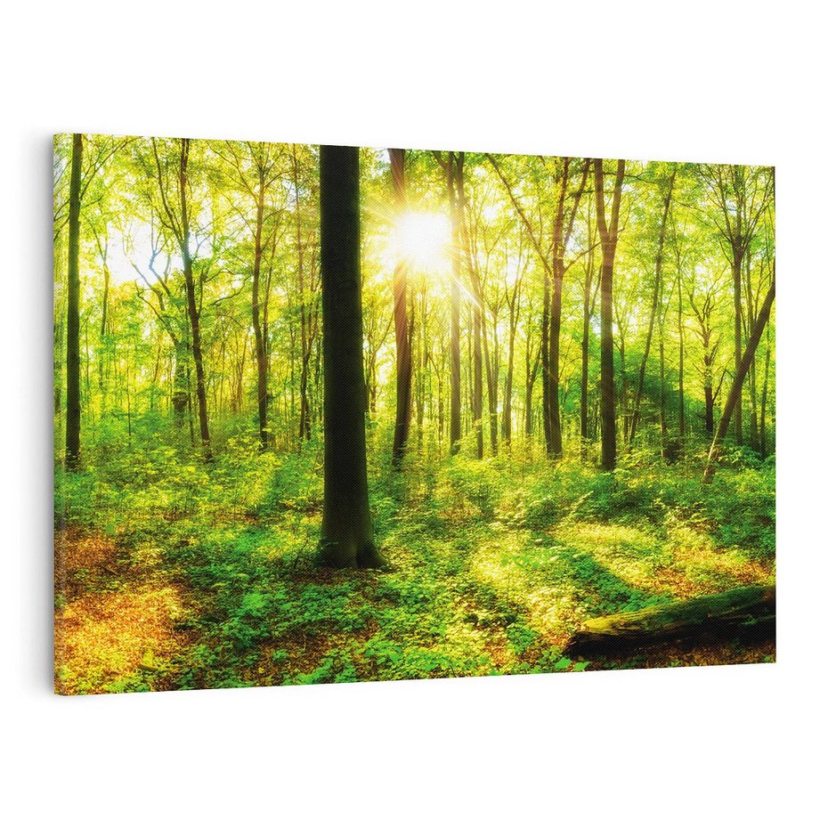 Obraz na płótnie 120x80 - Mistyfikujący las - las, drzewa