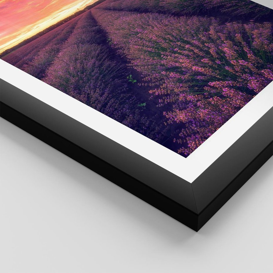Plakat w ramie 40x50 - Różowe Niebo nad Polami - pola lawendy, zachód słońca - rama czarna