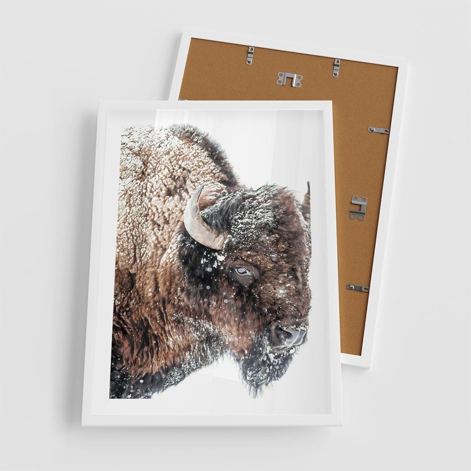 Plakat w ramie 50x70 - Obraz Dzikiej Przyrody w Śnieżnym Otoczeniu - żubr, śnieg - rama biała