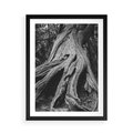 Plakat w ramie 50x70 - Siła Natury - czarno biała fotografia, korzenie wielkiego drzewa - rama czarna